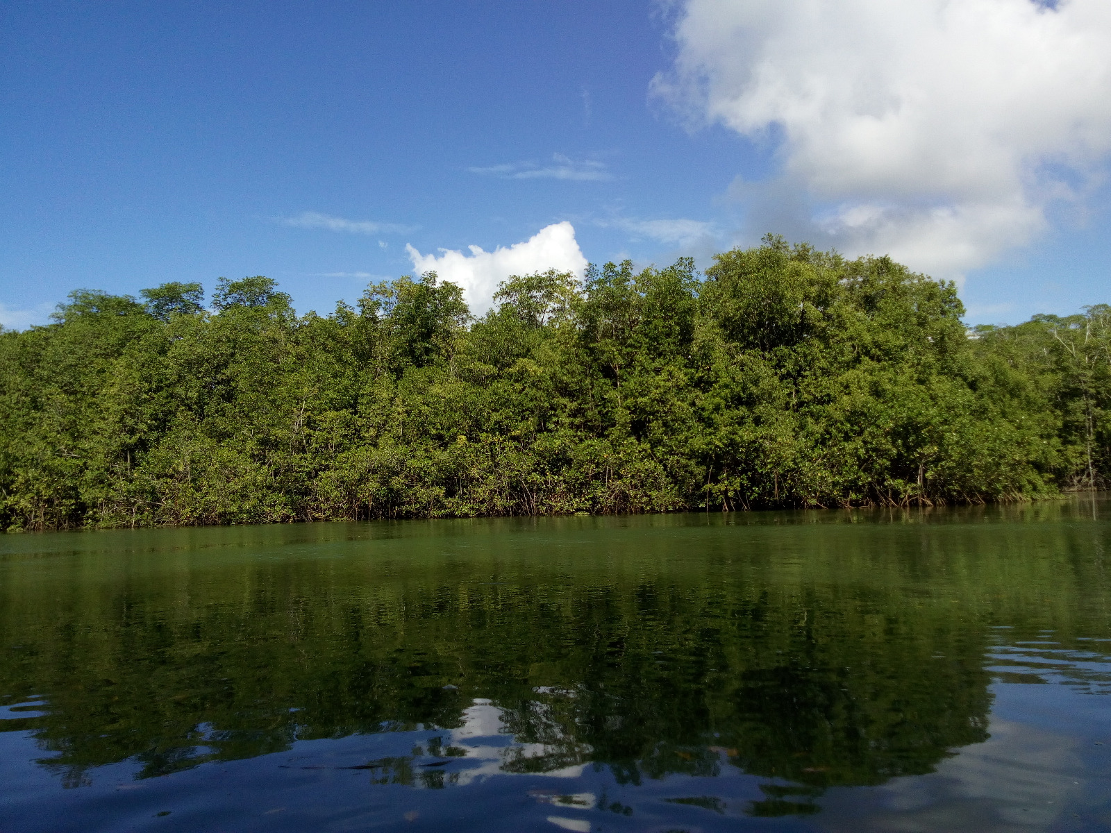 Mangrove Damas Island